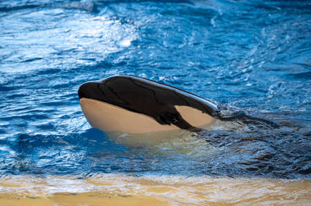 Loro park, Puerto de la Cruz, Tenerife, Canary islands, Spain, December 16, 2021. Trained big black...