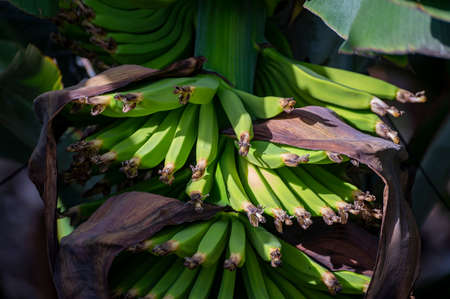 Banana trees plantation with green fruits after volcano eruption on La Palma, Canary islands, Spainの写真素材