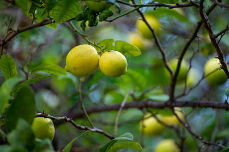 Ripe yellow lemons citrus fruits hanging on tree ready to harvest