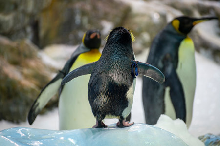 Colony of Gentoo and Emperor Penguins Sea Birds in Zooの写真素材