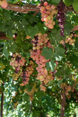 Plantation of white-pink sweet seedless table grapes on Cyprus, nature background