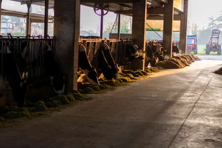 Sunny morning on parmesan parmiggiano-reggiano cheese production farm in Parma, cows is eating and waiting for milking, Reggio-Emilia, Italyの写真素材