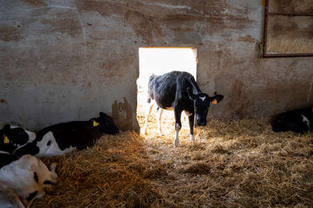 Sunny morning on parmesan parmiggiano-reggiano cheese production farm in Parma, cows is eating and waiting for milking, Reggio-Emilia, Italyの写真素材