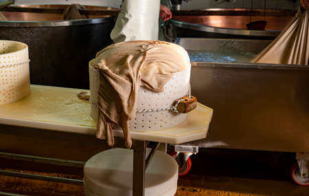 Traditional process of making from cow milk wheels of parmigiano-reggiano parmesan cheese on small...