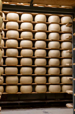 Process of making parmigiano-reggiano parmesan hard cheese on small cheese farm in Parma, Italy, factory maturation room for aging of cheese wheels up to 5 yearsの写真素材