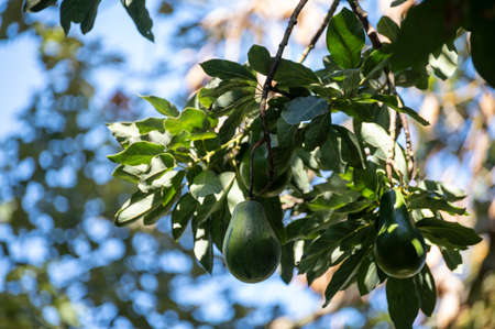 Ripe green avocado fruit hanging on tree, organic farming in Spain