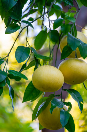 Big yellow citrus fruits hanging on pomelo tree in orchard