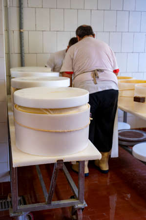 Traditional process of making from cow milk wheels of parmigiano-reggiano hard parmesan cheese on...