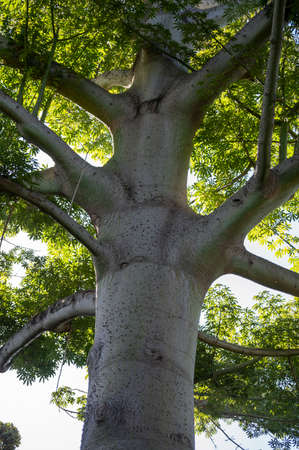 Huge tree ceiba pentanrda, national tree of Guatemala, kapok tree, close upの写真素材