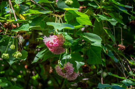 Pink snowballs of blossoming dombeya x cayeuxii tropical tree close up