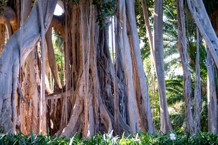 Giant ficus tree with hanging air roots in botanical garden on Tenerife, Canary islands, Spainの写真素材