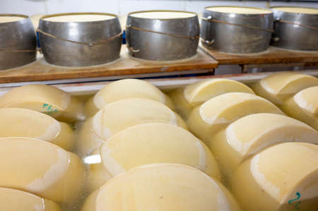 Process of making parmigiano-reggiano parmesan hard cheese on small cheese farm in Parma, Italy,...