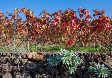 Colorful Canarian terraced vineyards with leaves in decemberの写真素材