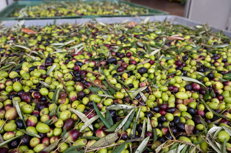 Fresh ripe black and green olives in boxes ready for extraction and cold pressing on organic olive oil farm in small mountain village Lenola, Lazio, Italy, olive oil making processの写真素材