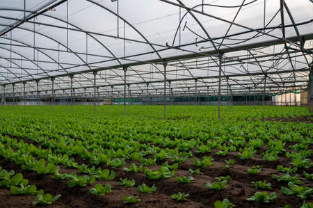 Italian greenhouse with rows of young organic green lettuce salad plants, agriculture of Lazio,...