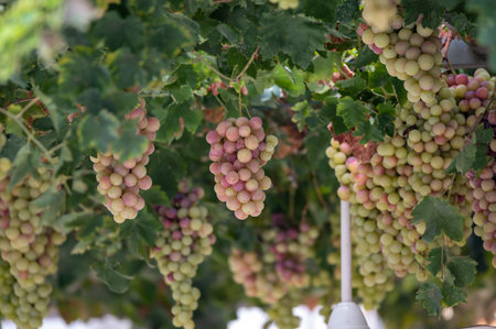 Bunches of white-pink sweet seedless table grapes ripening on vineyars of Cyprus, nature background