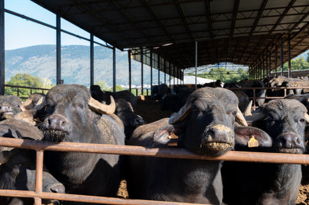 Mediterranea Italiana black buffalo raised on Italian cheese farm for production of buffalo milk used to make buffalo mozzarella, Mozzarella di Bufala Campana of Campania, burrata, caciotta di bufala, ricotta di bufala, scamorza di bufala, stracchino di bのeditorial素材