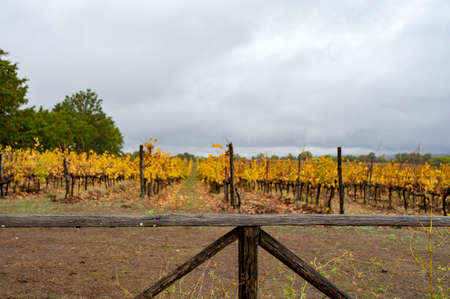 Rainy autumn day on vineyards near Orvieto, Umbria, rows of grape plants after harvest, Italyの写真素材