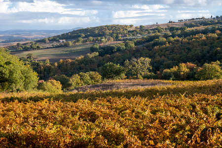Colorful autumn day on vineyards near wine making town Montalcino, Tuscany, rows of grape plants after harvest, Italyの写真素材