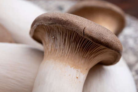 Tasty vegetarian food, fresh organic Pleurotus eryngii king trumpet mushrooms close upの写真素材