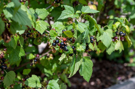 Royal de Naples old variety of black currant berries using for making sweet cassis creme liqueur in...