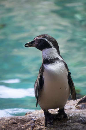 Colony of Gentoo and Emperor Penguins Sea Birds in Zooの写真素材