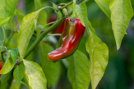 Vegetable eco garden, red bell peppers ripening on plant
