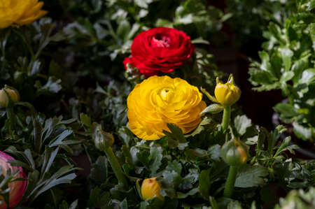 Colorful spring ranunculus flowers in pots for sale in garden shop, flowers background
