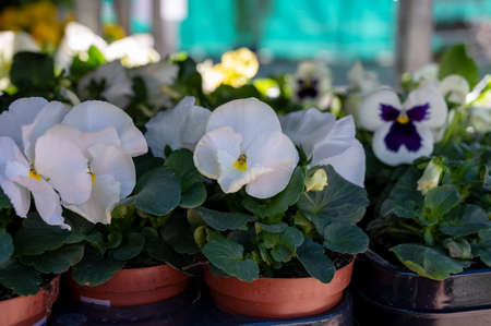 Colorful viola pansy flowers on tray for planting in spring garden worksの写真素材