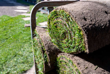 Making of natural green lawn in garden with rolls of green grass, garden renovation works in springの写真素材