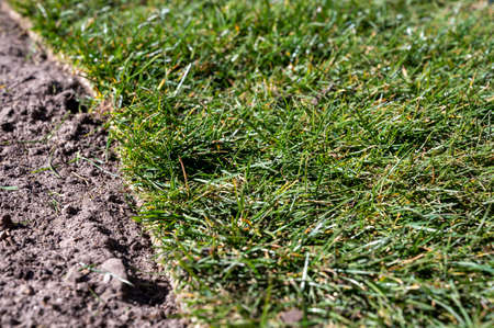 Making of natural green lawn in garden with rolls of green grass, garden renovation works in spring