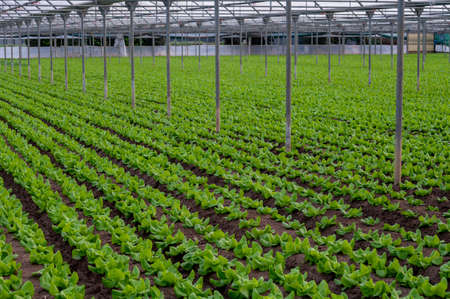 Italian greenhouse with rows of young organic green lettuce salad plants, agriculture of Lazio, Italyの写真素材