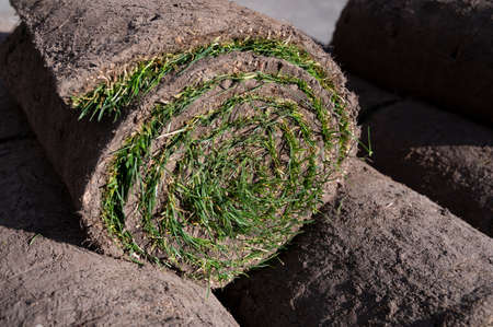 Garden reconstruction works in progress, new green plants ready for planting in springの写真素材