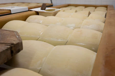 Process of making parmigiano-reggiano parmesan hard cheese on small cheese farm in Parma, Italy, wheels brining in brine bath to absorb salt for 20â25 daysの写真素材