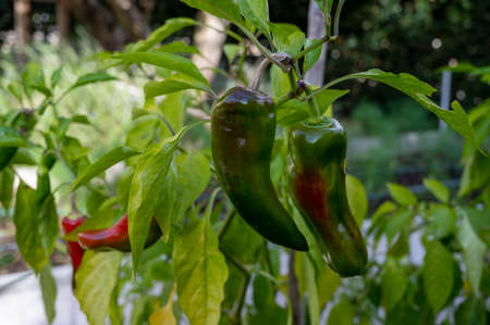 Vegetable eco garden, red bell peppers ripening on plantの写真素材