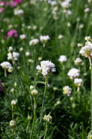 Perennial spring white flowers for the garden for sale in garden shop, garden works in springの写真素材