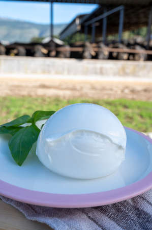 White ball of Italian soft cheese Mozzarella di Bufala Campana and Mediterrane Italiana buffalo raised on Italian cheese farm for production of buffalo milk on backgroud, cheese making in Italyの写真素材