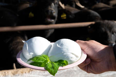 White balls of Italian soft cheese Mozzarella di Bufala Campana and Mediterrane Italiana buffalo...