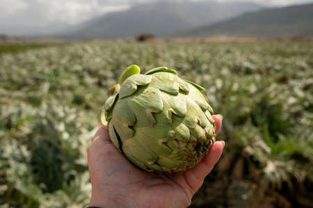Harvestiog of green artichoke heads on farm fields with rows of artichoke plants. View on agricultural valley near Zafarraya with fertile soils for growing of vegetables, Andalusia, Spainの写真素材
