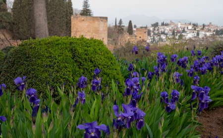 Big purple lilac iris flowers in blossom, springtime in Granada, Andalusia, France