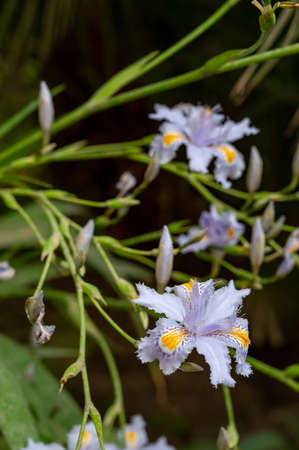 Blue white flowers of blossoming iris japonica wild plant in garden