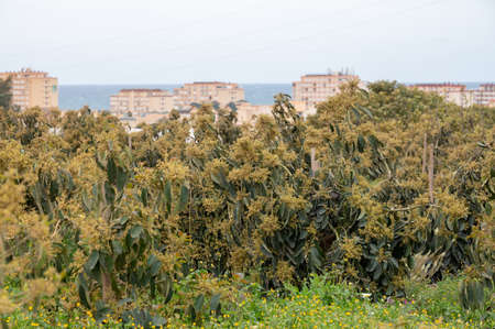 Harvesting and seasonal blossom of evergreen avocado trees on plantations in Costa del Sol, Andalusia, Spainの写真素材