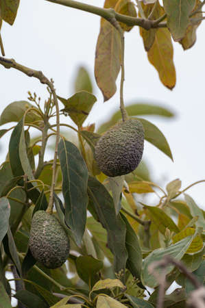 Harvesting and seasonal blossom of evergreen avocado trees on plantations in Costa del Sol,...