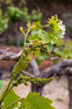 Young cluster of grapes in blossom on old grape vine on vineyard