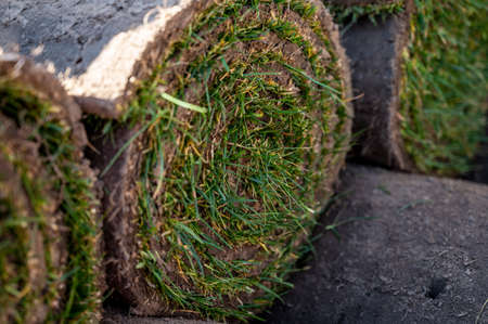 Garden reconstruction works in progress, new green plants ready for planting in springの写真素材