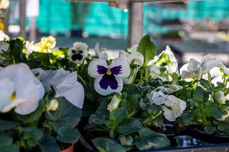 Colorful viola pansy flowers on tray for planting in spring garden worksの写真素材