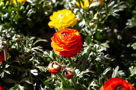 Colorful spring ranunculus flowers in pots for sale in garden shop, flowers backgroundの写真素材