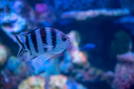 Sea aquarium with salt water and differenet colorful coral reef fish close up