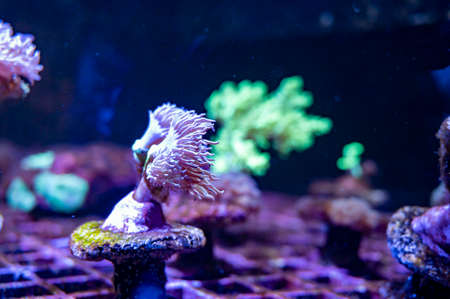 Cultivation of different corals on underwater coral farm, growing coralsの写真素材