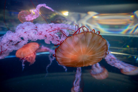 Chrysaora colorata or purple-striped jellyfish lives in water of coast of California close up